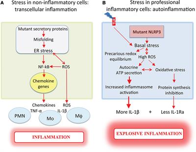 Dysregulated IL-1β Secretion in Autoinflammatory Diseases: A Matter of Stress?